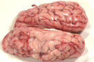 Lamb Brain