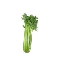 Celery