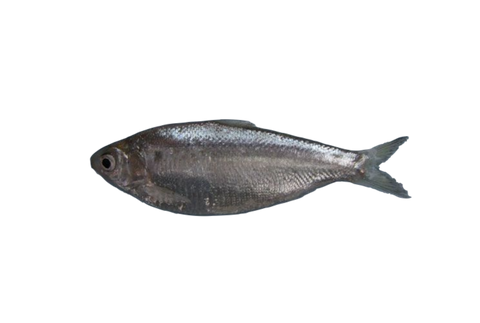 Chapila