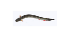 Chewa Fish