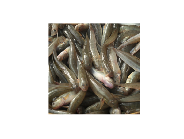 Chiring Fish