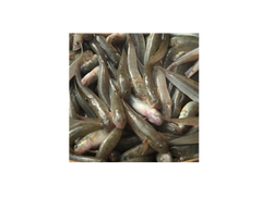 Chiring Fish