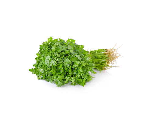 Cilantro