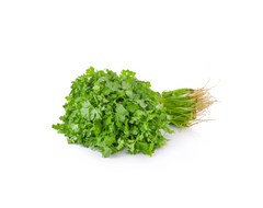 Cilantro