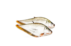 Foly Fish