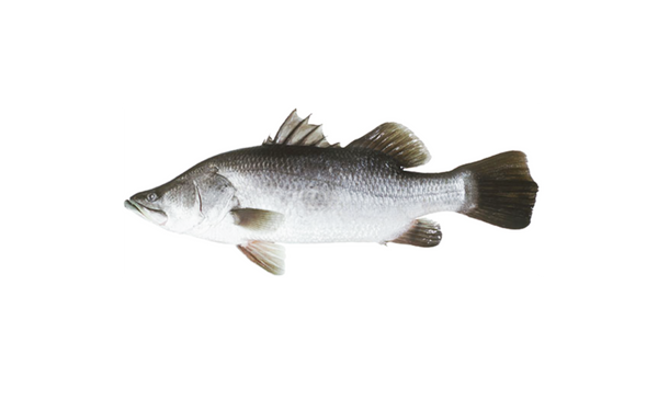 Giant Perch (Koral)