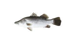 Giant Perch (Koral)
