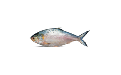 Hilsa 2.5 Lbs Down