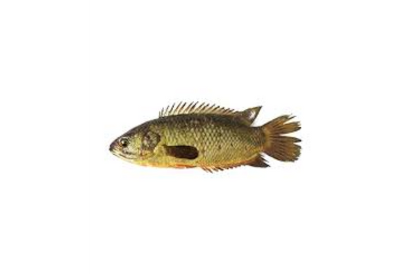 Koi Bd FIsh