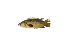 Koi Bd FIsh