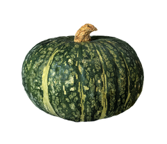 Kabocha