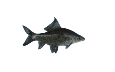 Kalibush
