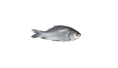 Katla 5/6 KG UP