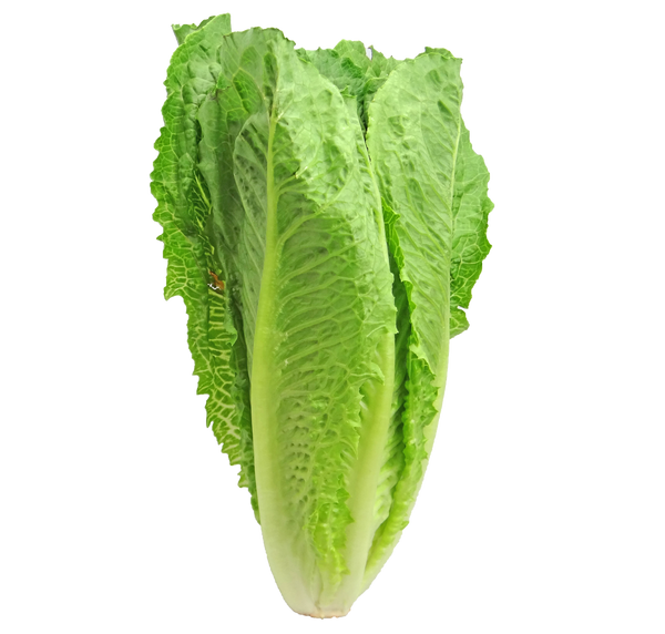Lettuce