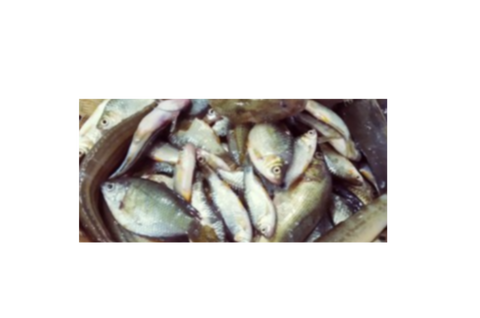 Pachmishali or Doratana Mix