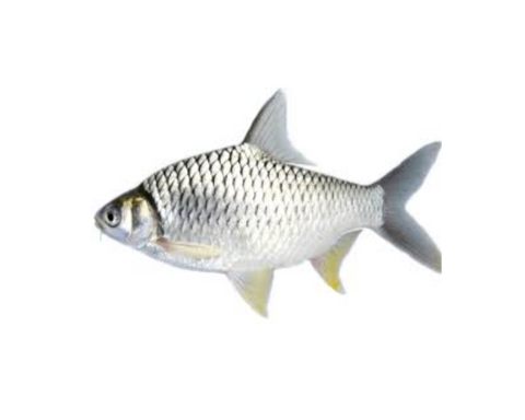 Rani Puti Fish