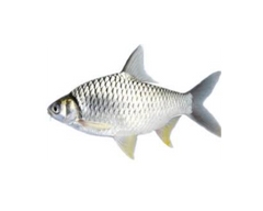 Rani Puti Fish