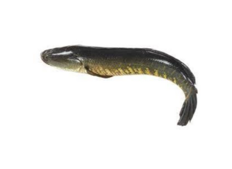 Shoil Fish