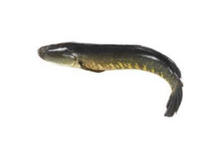 Shoil Fish