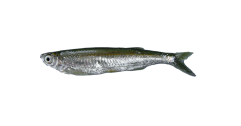Chelapata