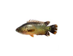 Desi Koi