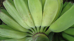 Saba Banana