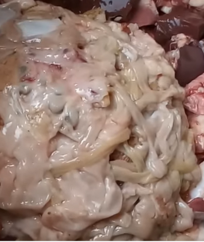 Lamb / Goat Intestine