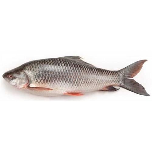 Rohu 4 Kg Up