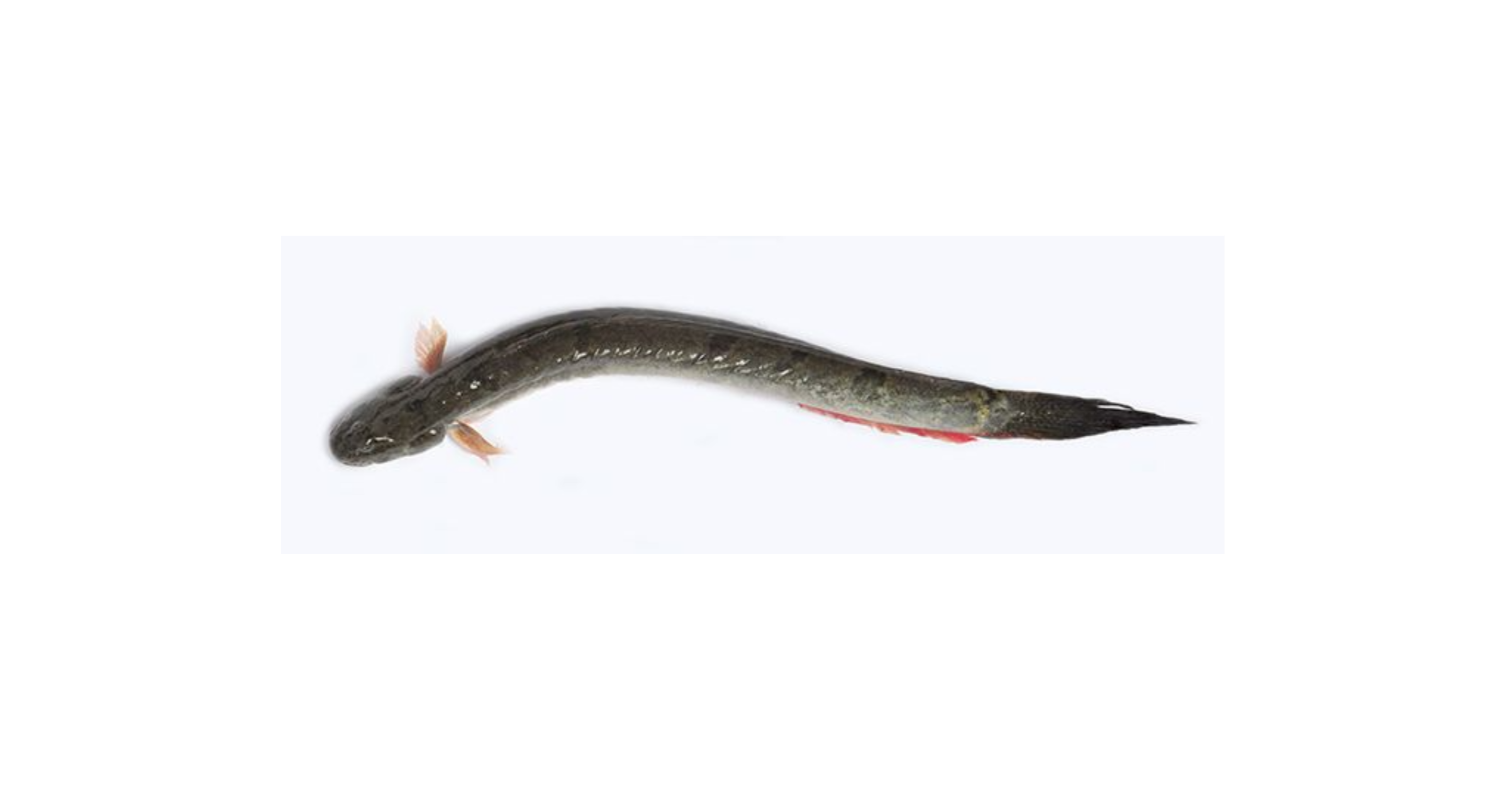 Chewa Fish – Desi Grocery