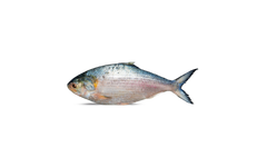 Hilsa Fish 2.5 Lbs Up