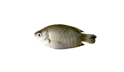 Hilsa Fish 3Pack - Grocee