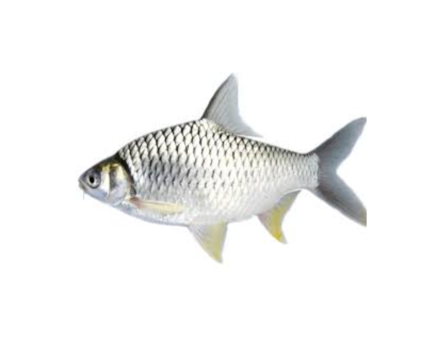 Rani Puti Fish – Desi Grocery