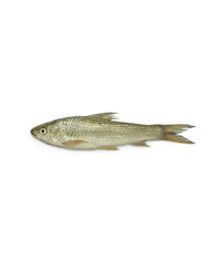 Bata Fish